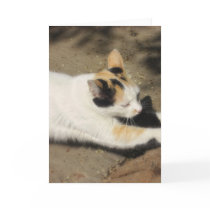 Not Very Friendly Cat Stretch cards