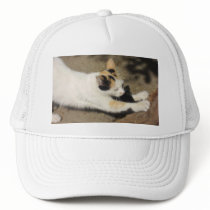 Not Very Friendly Cat Stretch hats