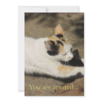 Not Very Friendly Cat Stretch invitations