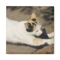 Not Very Friendly Cat Stretch magnets