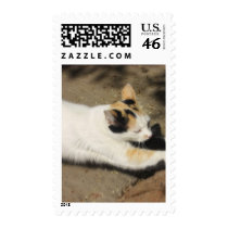 Not Very Friendly Cat Stretch stamps