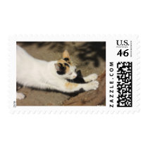 Not Very Friendly Cat Stretch stamps