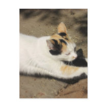Not Very Friendly Cat Stretch postcards
