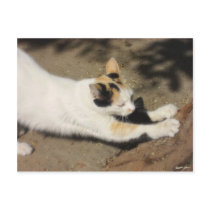 Not Very Friendly Cat Stretch postcards
