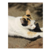 Not Very Friendly Cat Stretch posters