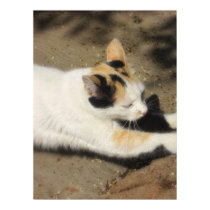 Not Very Friendly Cat Stretch posters