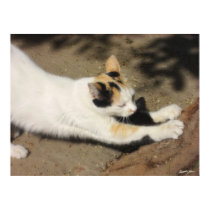 Not Very Friendly Cat Stretch posters