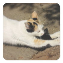 Not Very Friendly Cat Stretch stickers