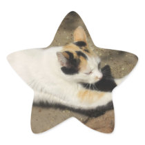 Not Very Friendly Cat Stretch stickers