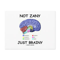Not Zany Just Brainy (Brain Anatomy Humor) Post Card