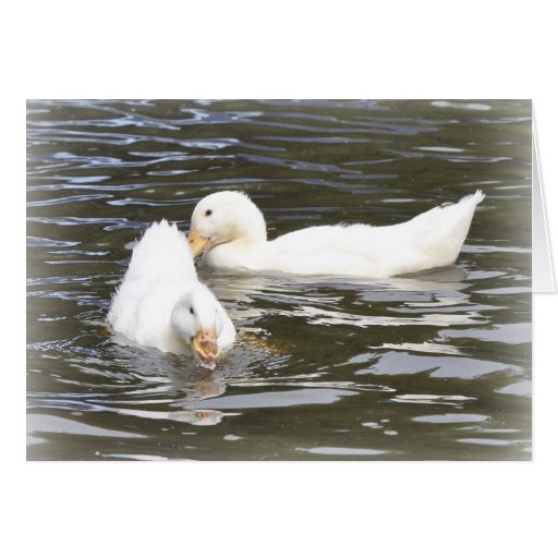 Note Card: Aylesbury Ducklings