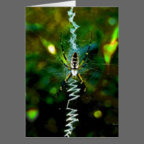 Note Card - Banana Spider cards