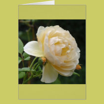Note Card - Beautiful Rose cards