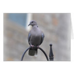 Note Card: Collared Dove