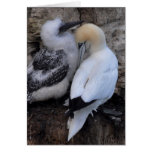 Note Card: Gannet and Chick