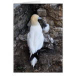 Note Card: Gannet and Chick