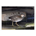 Note Card: Juvenile Moorhen