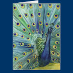 Note Card - Peacock cards
