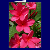 note card - pink plumerias cards