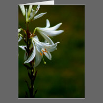 Note Card - Snow Lilies cards