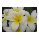 note card - white plumerias