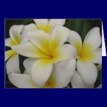 note card - white plumerias cards