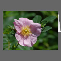 Note Card - Wild Rose cards
