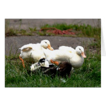 Note Card: Young Ducks