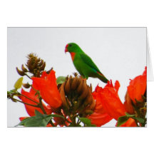 Note cards wtih exotic parrot on orange flowers