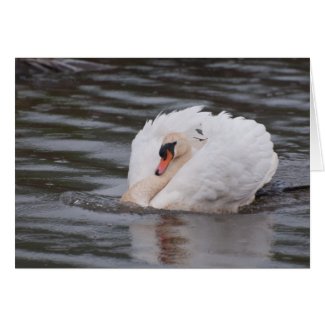 Notecard: 'Busking Display Male Mute Swan' Card