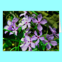 Notecard: Flowers along the Elk River cards