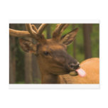 notecard horizontal - Elk with Tongue Out Postcard