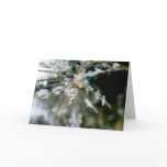 NOTECARD, Ice Crystals on Spruce Needles 1