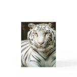Notecard White Tiger