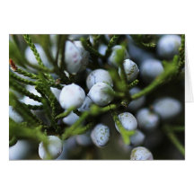 Notecard with Juniper Berries