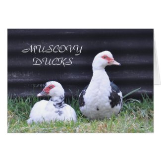 Notecard: Young Muscovy Ducks Greeting Cards