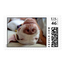 Nothing Beats a Good Belly Rub! Postage Stamps