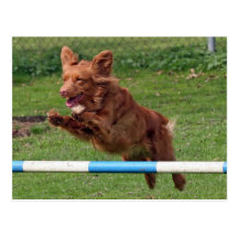nova scotia duck tolling retriever at agility postcards