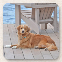 Nova Scotia Duck Tolling Retriever Coasters