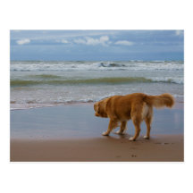 Nova Scotia Duck Tolling Retriever Ocean Cautious Post Card