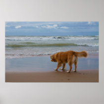 Nova Scotia Duck Tolling Retriever Ocean Cautious Poster