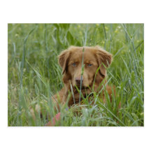 Nova Scotia Duck Tolling Retriever Post Card