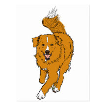 Nova Scotia Duck Tolling Retriever Postcards