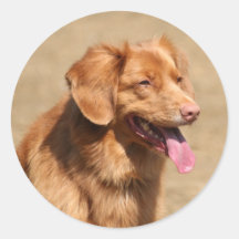 nova scotia duck tolling retriever round sticker