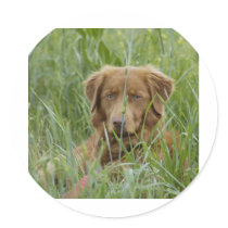 Nova Scotia Duck Tolling Retriever Round Stickers