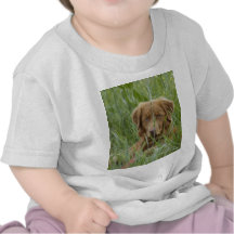 Nova Scotia Duck Tolling Retriever T-shirts