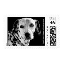 Nova the Dalmatian stamps