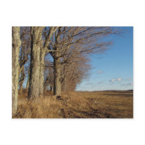 November Field I Post Cards