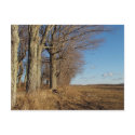 November Field I postcards