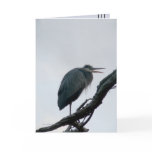 November Great Blue Cards